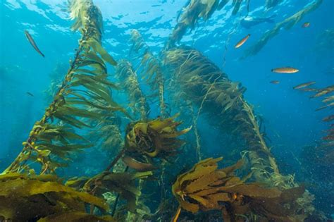 อุทยานแห่งชาติหาดวนารมย์ ท้องทะเลสุดโหดกับป่าดิบช็มเขียวขจีที่ต้องลองมาสัมผัส!